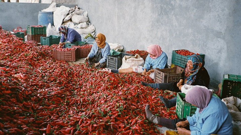 Lamiri Harissa image