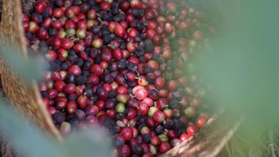First Crop Coffee UK image