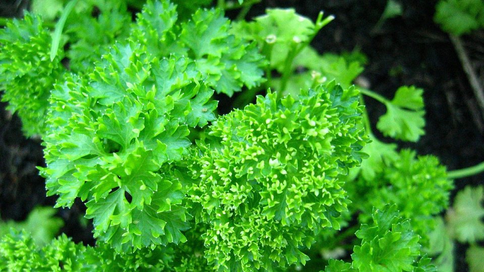 Parsley In Time image