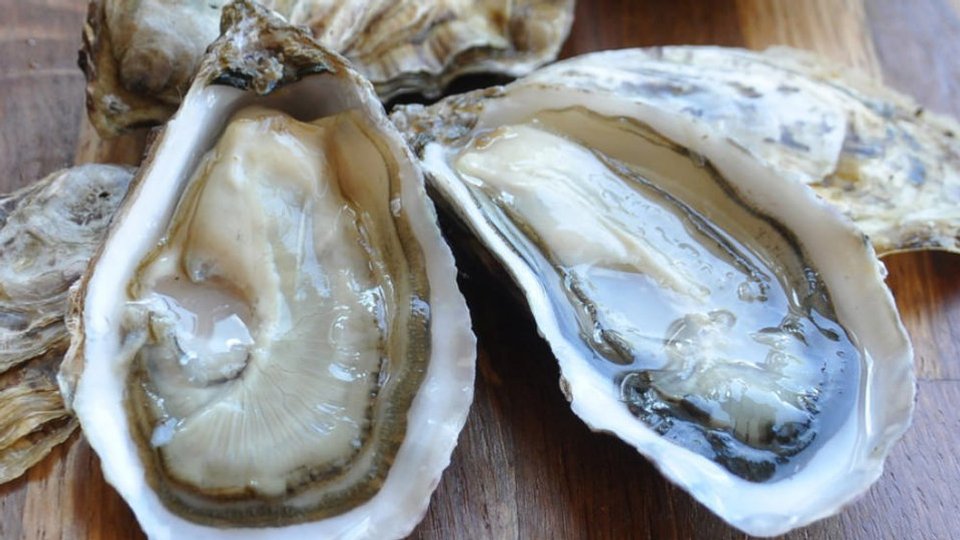 Maldon Oysters image