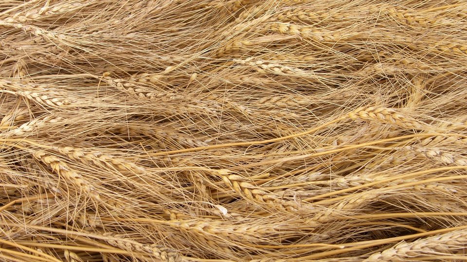 Grain and Bowl image