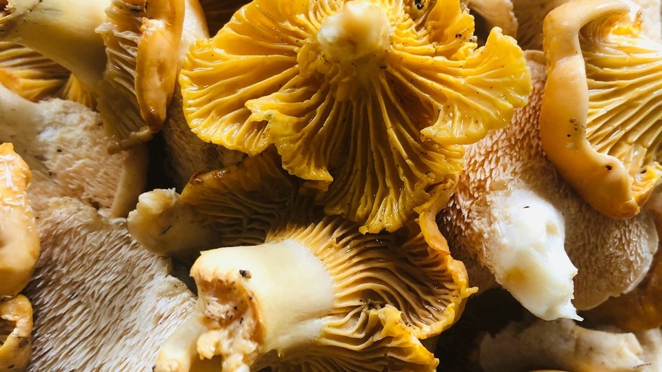 Moonkind Truffles image